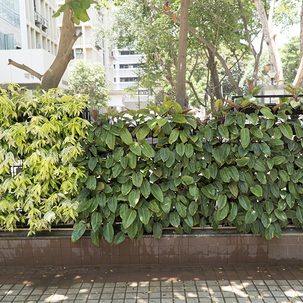 Outdoor Vertical Gardens